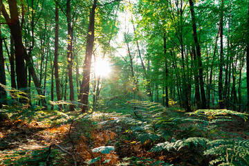 Fototapeta premium summer forest trees. nature green wood sunlight backgrounds