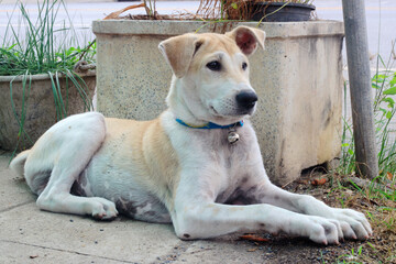 Thai dog breeds are waiting for their master to come home.