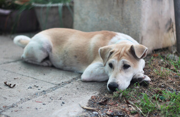 Thai dog breeds are waiting for their master to come home.