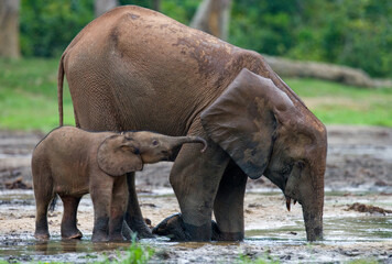 Fototapeta premium Female African forest elephant (Loxodonta cyclotis) with a baby are drinking water. Central African Republic. Republic of Congo. Dzanga-Sangha Special Reserve.