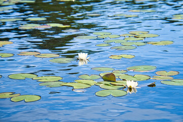 on a lake in Sweden in Smalland. Water lily field with white flowers, in water
