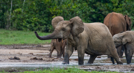 Fototapeta premium Group of African forest elephants (Loxodonta cyclotis) in the forest edge. Republic of Congo. Dzanga-Sangha Special Reserve. Central African Republic.