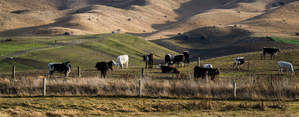 Cattle grazing on the rolling hills in the morning. Central Otago.