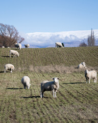Obraz premium Sheep grazing in winter with snow-capped mountains in the distance, Otago, South Island. Vertical format.
