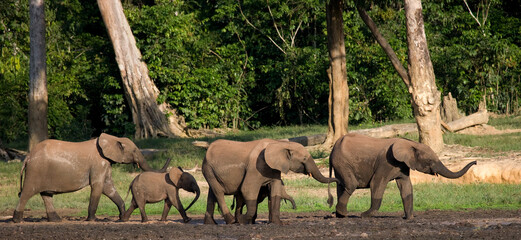 Naklejka na ściany i meble Group of African forest elephants (Loxodonta cyclotis) in the forest edge. Republic of Congo. Dzanga-Sangha Special Reserve. Central African Republic.