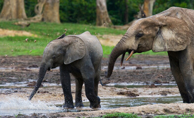Fototapeta premium African forest elephants (Loxodonta cyclotis) are drinking water from a source of water. Central African Republic. Republic of Congo. Dzanga-Sangha Special Reserve.