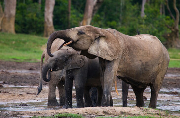 African forest elephants (Loxodonta cyclotis) are drinking water from a source of water. Central African Republic. Republic of Congo. Dzanga-Sangha Special Reserve.