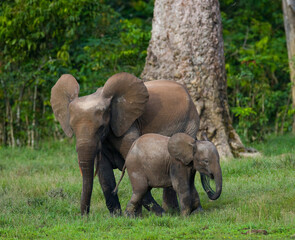 Fototapeta premium Female African forest elephant (Loxodonta cyclotis) with a baby. Central African Republic. Republic of Congo. Dzanga-Sangha Special Reserve.