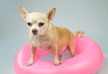 cute brown short hair chihuahua dog  standing  in pink  swimming ring, isolated on white background.