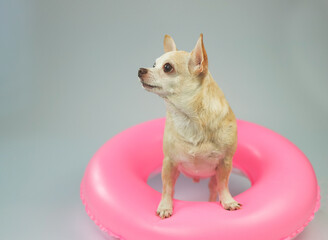 cute brown short hair chihuahua dog  standing  in pink  swimming ring, looking up at copy space,  isolated on white background.