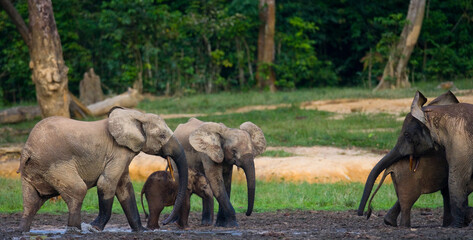 Group of African forest elephants (Loxodonta cyclotis) in the forest edge. Republic of Congo. Dzanga-Sangha Special Reserve. Central African Republic.