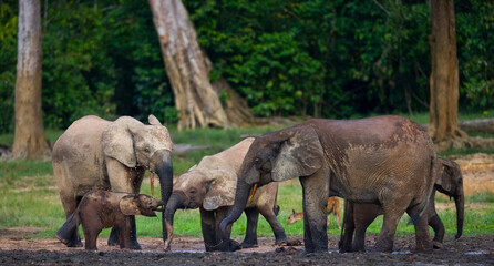 Naklejka premium Group of African forest elephants (Loxodonta cyclotis) in the forest edge. Republic of Congo. Dzanga-Sangha Special Reserve. Central African Republic.