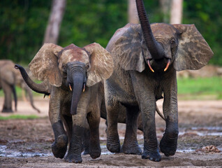 Two African forest elephants (Loxodonta cyclotis) in the forest edge. Republic of Congo. Dzanga-Sangha Special Reserve. Central African Republic.