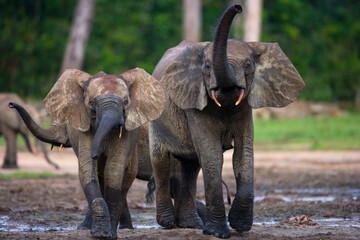 Two African forest elephants (Loxodonta cyclotis) in the forest edge. Republic of Congo. Dzanga-Sangha Special Reserve. Central African Republic.