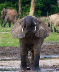 Fototapeta premium African forest elephant (Loxodonta cyclotis) is drinking water from a source of water. Central African Republic. Republic of Congo. Dzanga-Sangha Special Reserve.
