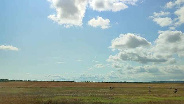 landscape of a plain with clouds on a blue sky and cows in the field - moving countryside view from a car window