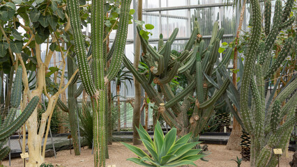 Cactus that grew like tree trunks
