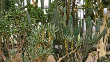Cactus that grew like tree trunks

