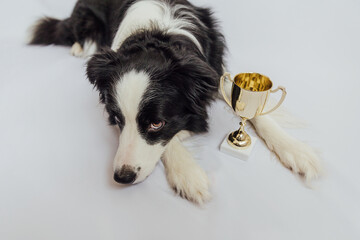 Cute puppy dog border collie lying with gold champion trophy cup isolated on white background. Winner champion funny dog. Victory first place of competition. Winning or success concept