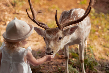 Cute baby girl, toddler, child feeding big brown deer, fawn with antlers in forest, park, farm.Brave,cute,happy caucasian blonde kid.Animal care,love, lifestyle. Infant and fauna, nature. 