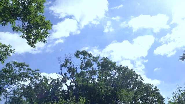 晴天の日の流れる雲と風で揺れる木々