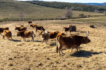 Rebaño de vacas cachenas. Galicia.