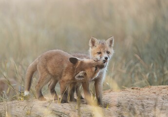 Closeup of two kit fox babies playing together in a meadow