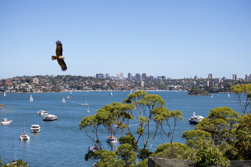 Eagle flying over Sydney Harbour Sydney NSW Australia. 