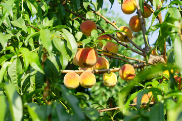 Ripe sweet peach fruits grow on a peach branch in the garden, in the backyard.