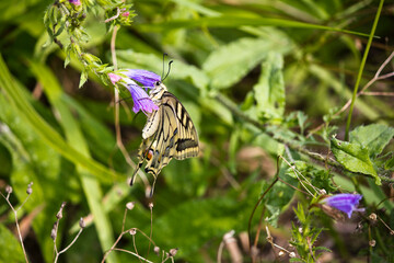 Mariposa (Papilio machaon) posada en una flor. Galicia.