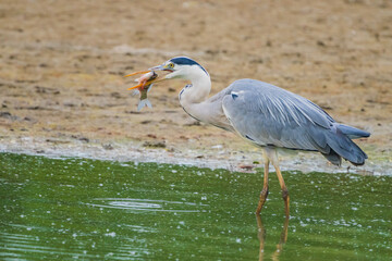 The great blue heron (Ardea herodias) is a large wading bird in the heron family Ardeidae, common near the shores of open water and in wetlands.