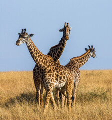 Three giraffes (Giraffa camelopardalis tippelskirchi) are standing in the savannah. Kenya. Tanzania. East Africa.
