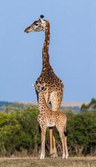 Female giraffe (Giraffa camelopardalis tippelskirchi) with a baby in savannah. Kenya. Tanzania. East Africa.