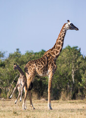 Female giraffe (Giraffa camelopardalis tippelskirchi) with a baby in savannah. Kenya. Tanzania. East Africa.