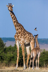 Female giraffe (Giraffa camelopardalis tippelskirchi) with a baby in savannah. Kenya. Tanzania. East Africa.
