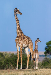 Naklejka na ściany i meble Female giraffe (Giraffa camelopardalis tippelskirchi) with a baby in savannah. Kenya. Tanzania. East Africa.