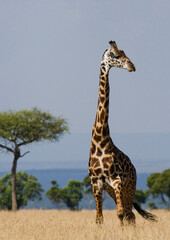 Giraffe (Giraffa camelopardalis tippelskirchi) in savannah. Kenya. Tanzania. East Africa.