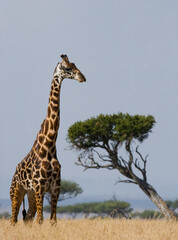 Giraffe (Giraffa camelopardalis tippelskirchi) in savannah. Kenya. Tanzania. East Africa.