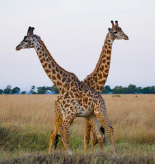 Two giraffes (Giraffa camelopardalis tippelskirchi) are fighting each other in the savannah. Kenya. Tanzania. Eastern Africa.