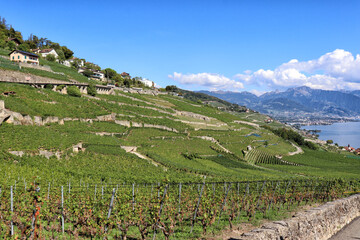 Fototapeta na wymiar Chexbres - Lavaux vineyards on terraces, UNESCO World Heritage Site, Lake Geneva shore, Lac Leman. One of Switzerland's best-known and most fascinating wine-growing regions.