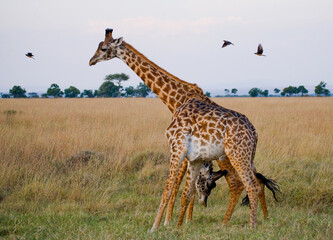 Two giraffes (Giraffa camelopardalis tippelskirchi) are fighting each other in the savannah. Kenya. Tanzania. Eastern Africa.