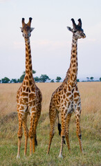 Two giraffes (Giraffa camelopardalis tippelskirchi) in savanna. Kenya. Tanzania. East Africa.