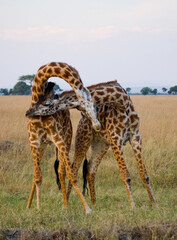 Two giraffes (Giraffa camelopardalis tippelskirchi) are fighting each other in the savannah. Kenya. Tanzania. Eastern Africa.