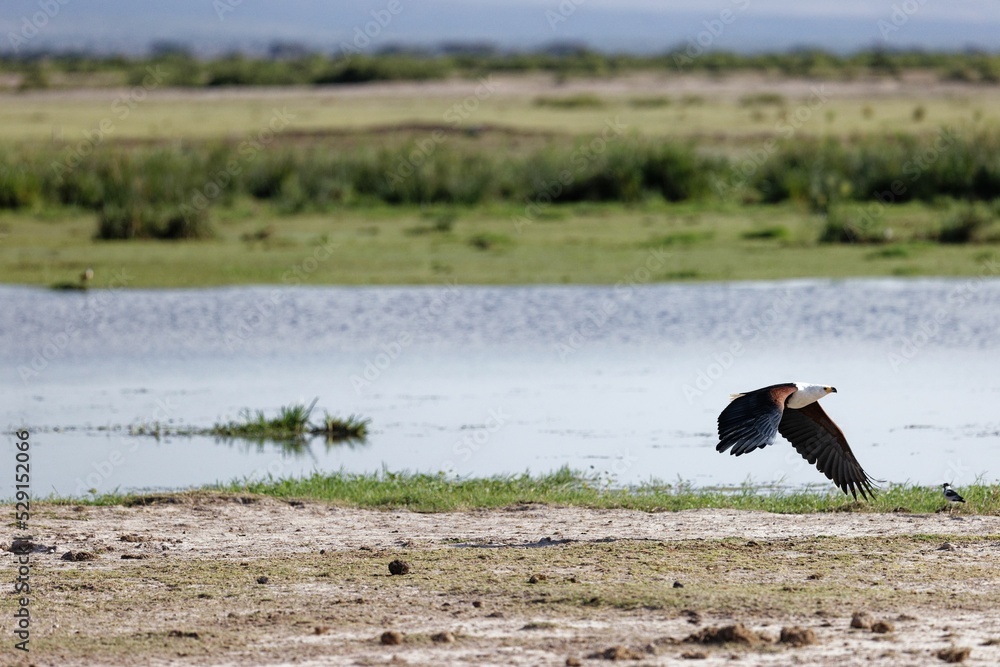 Canvas Prints African fish eagle flying over the lake shore