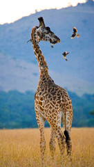 Giraffe (Giraffa camelopardalis tippelskirchi) with birds in savannah. Kenya. Tanzania. East Africa.