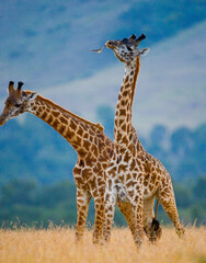 Two giraffes (Giraffa camelopardalis tippelskirchi) are fighting each other in the savannah. Kenya. Tanzania. Eastern Africa.