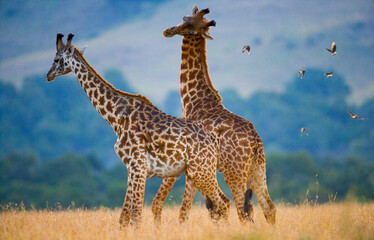 Two giraffes (Giraffa camelopardalis tippelskirchi) are fighting each other in the savannah. Kenya. Tanzania. Eastern Africa.