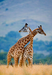 Two giraffes (Giraffa camelopardalis tippelskirchi) are fighting each other in the savannah. Kenya. Tanzania. Eastern Africa.
