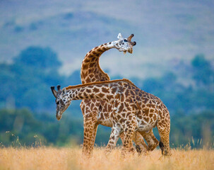 Two giraffes (Giraffa camelopardalis tippelskirchi) are fighting each other in the savannah. Kenya. Tanzania. Eastern Africa.
