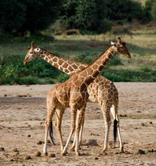 Two giraffes (Giraffa camelopardalis reticulata) are fighting each other in the savannah. Kenya. Tanzania. Eastern Africa.